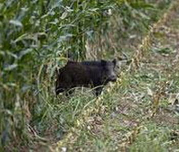 Cinghiale in un campo di mais